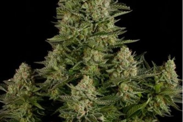Kraken 26 at