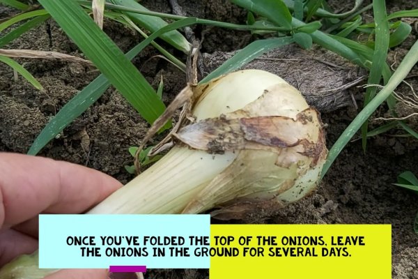 Кракен ссылка onion