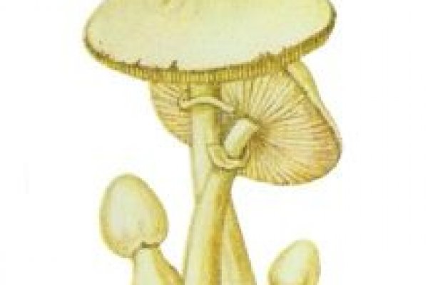 Kra36at